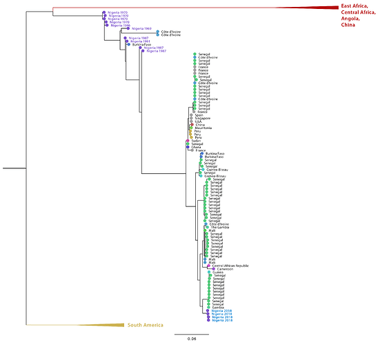 YFV_tree