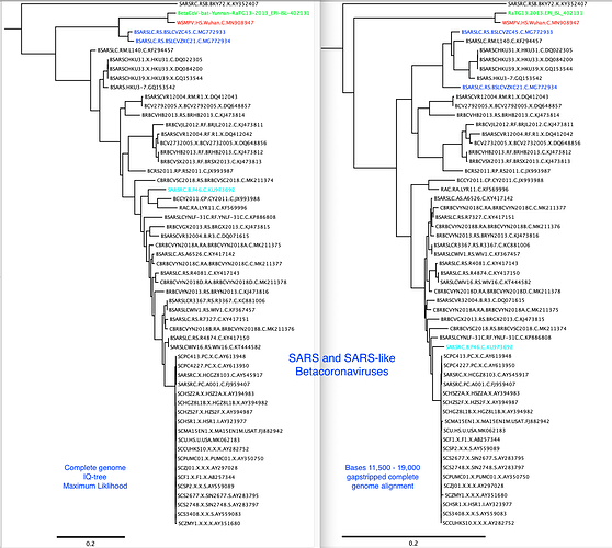 57_WuhanClade_STRPD_11500-19000-tree-vs-genome