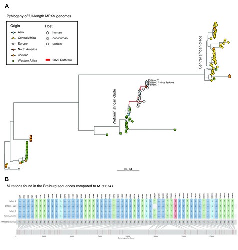 Figure 1. (A) Pylogenetic tree from available MPXV sequences on NCBI and virological inclduing the Freiburg sequences. (B) Snipit visualization of an alignment of MPXV full genomes.