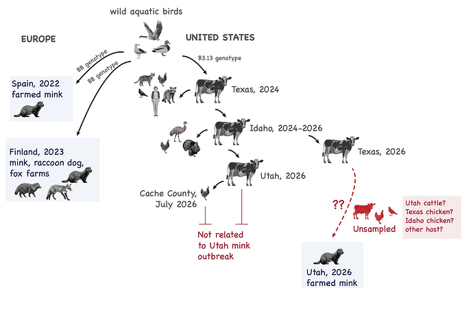 Figure 4. Different ecology of HPAI in mink farms in Europe versus the United States.