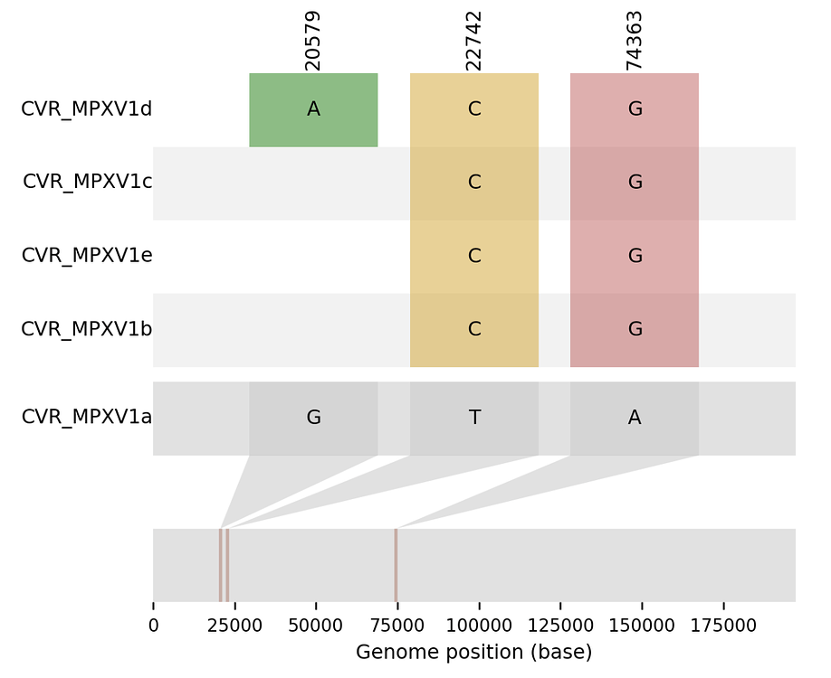 Monkeypox virus genome sequences from multiple lesions indicates co ...