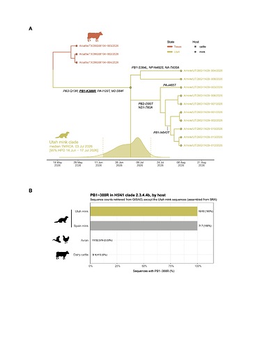 Figure 3. Sub-tree with Utah mink outbreak and closely related bovine strains.