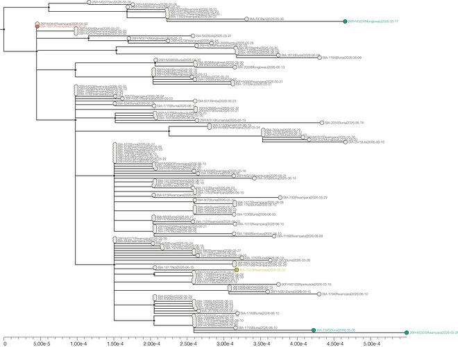 Ituri2026.DRC_trimmed_n138.ml.tree