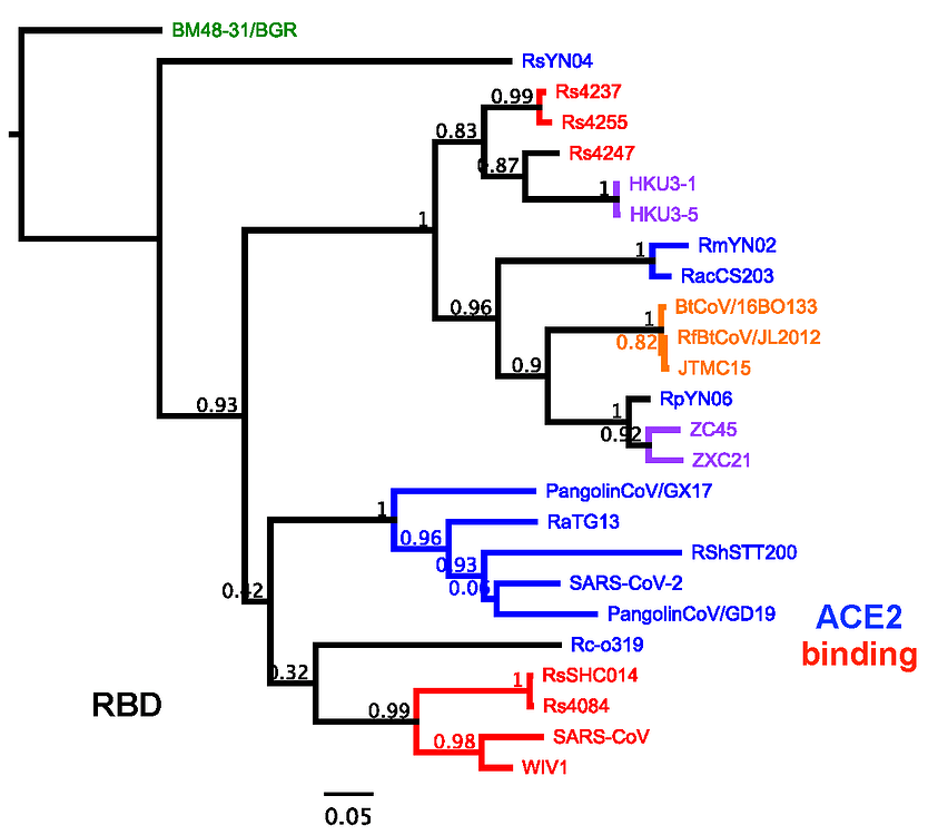 and Analysis of SARSCoV2like Viruses