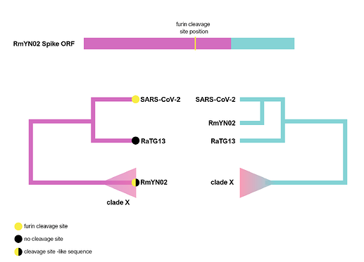 furin_tree2