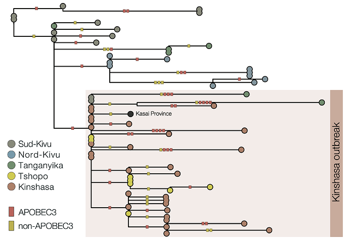 clade_ib_kinshasa_outbreak_tree