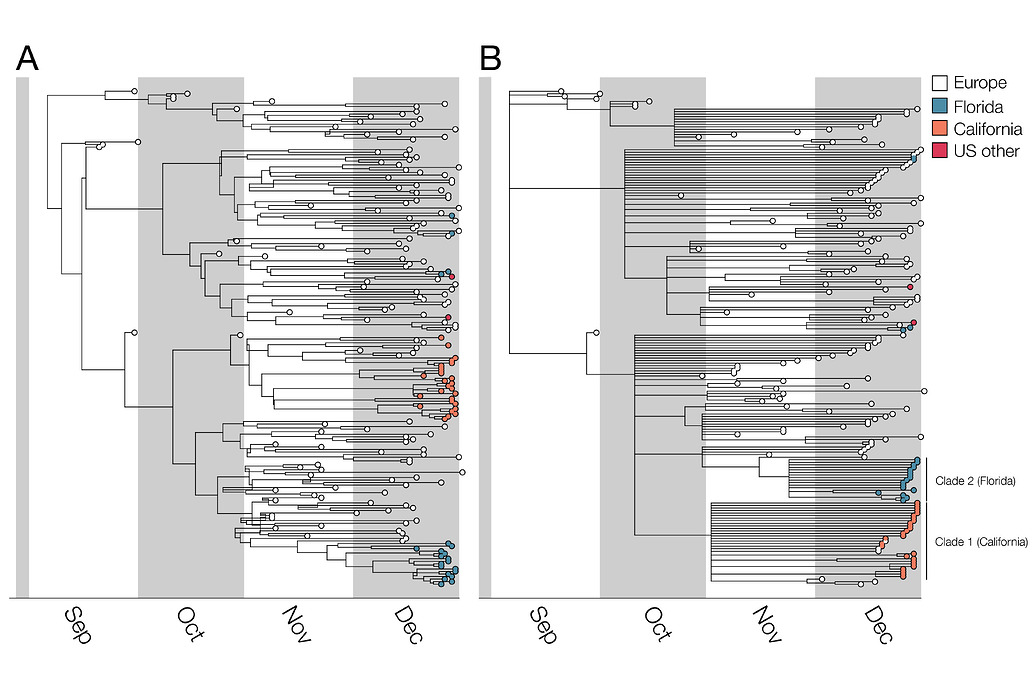 Phylogenetic Evidence That B.1.1.7 Has Been Circulating In The United ...