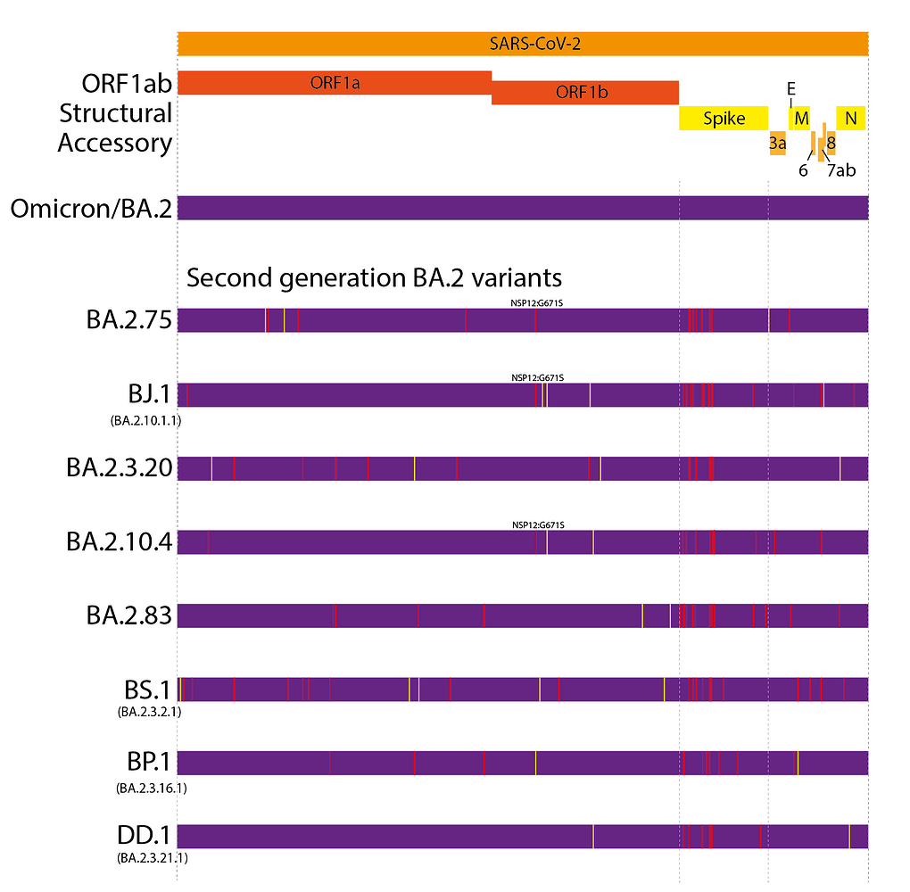 SARS-CoV-2 Evolution, Post-Omicron - SARS-CoV-2 Molecular Evolution ...