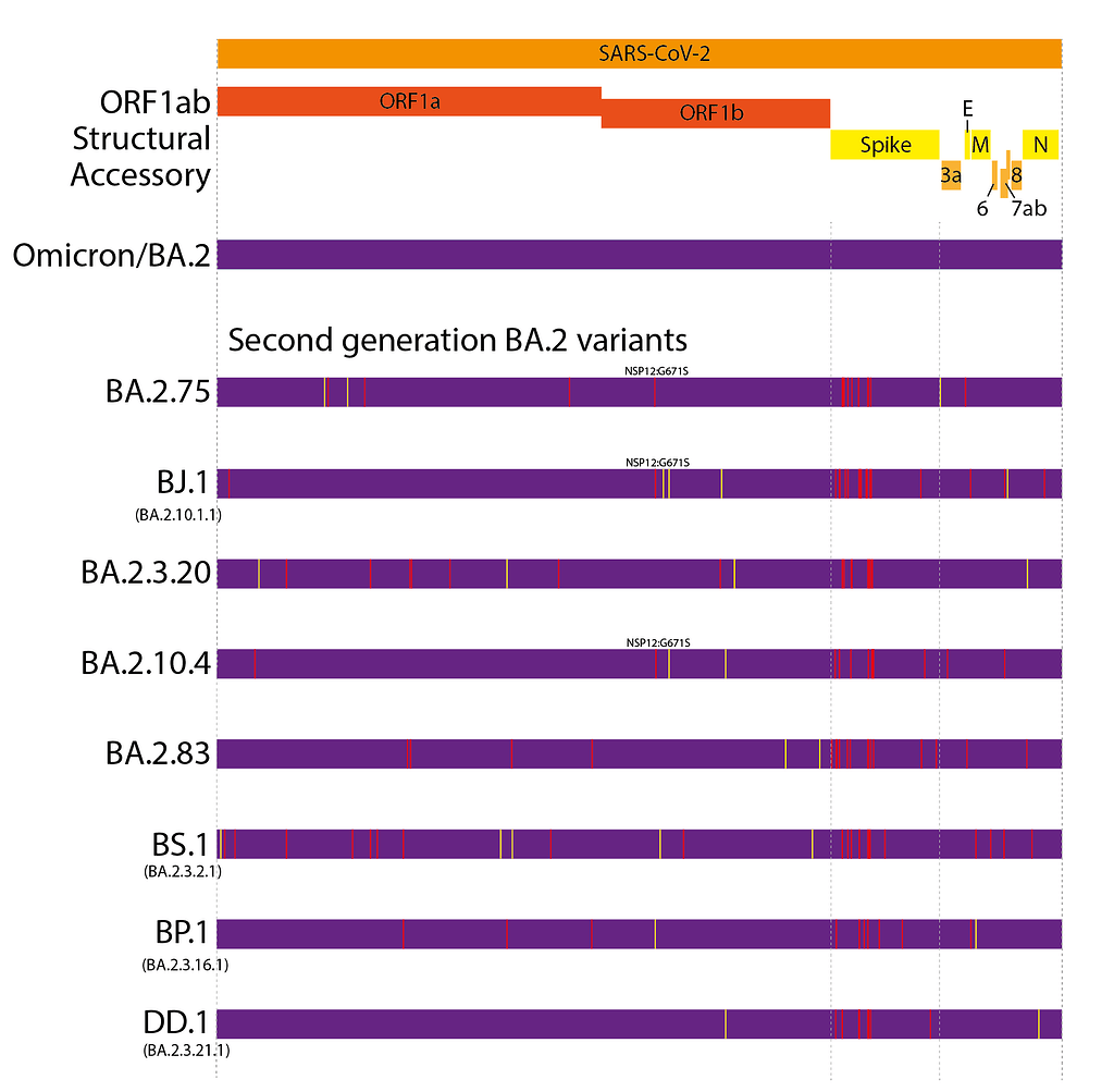 sars-cov-2-evolution-post-omicron-sars-cov-2-molecular-evolution