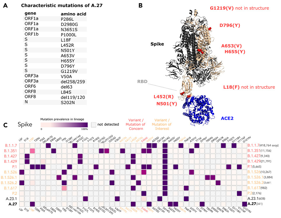 Emergence of SARS-CoV-2 lineage A.27 in Germany, expressing viral spike