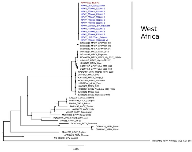 Figure1: Phylogenetic Three of MPXV. INMI-Pt1 is reported in red; other MPXV related to the recent multi-country outbreak is reported in blue. Orthopoxviruses selected from GenBank are reported with Accession Numbers. Bootstrap values major than 90% are highlited on each node with dots. Scale bar represents number of substitutions per site.