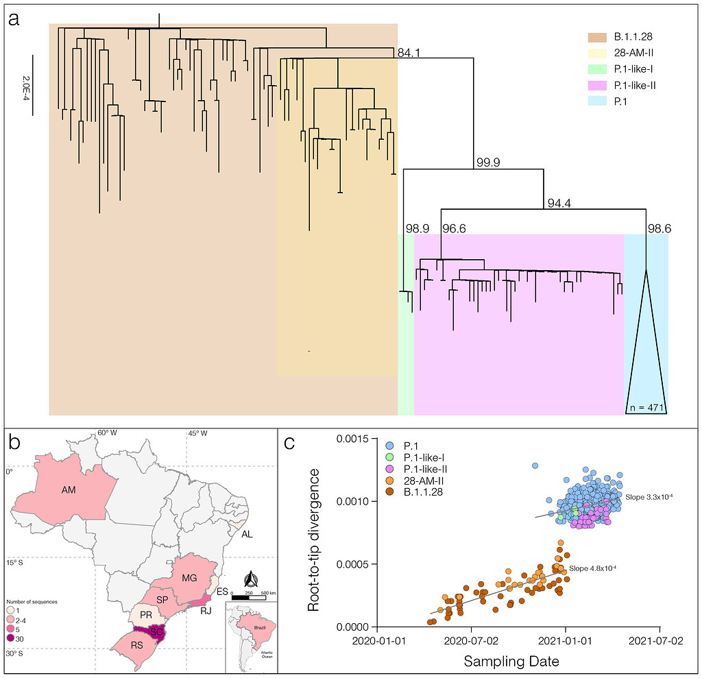 Identification of SARS-CoV-2 P.1-related lineages in Brazil provides ...