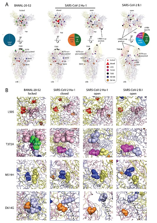 SARS-CoV-2 Spike displays multiple adaptive changes in addition to the ...