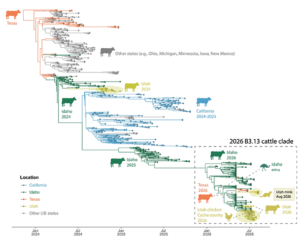 Figure 2. B3.13 outbreak in US dairy cattle, 2024-2026.