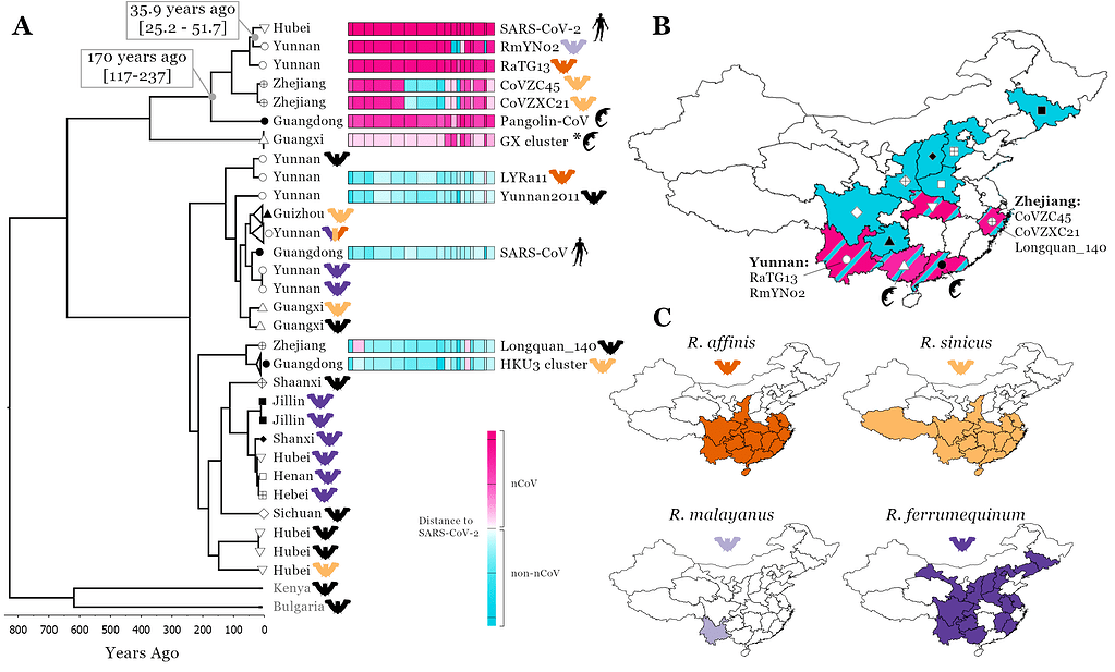 Exploring The Natural Origins Of SARS-CoV-2 - NCoV-2019 Evolutionary ...