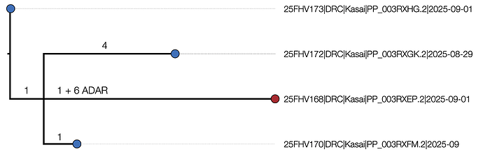Kasai_4_ONT_2025-09-10_ADARmasked.aln.ml.tree