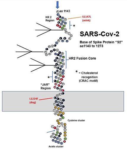 SARS CoV 2 spike post