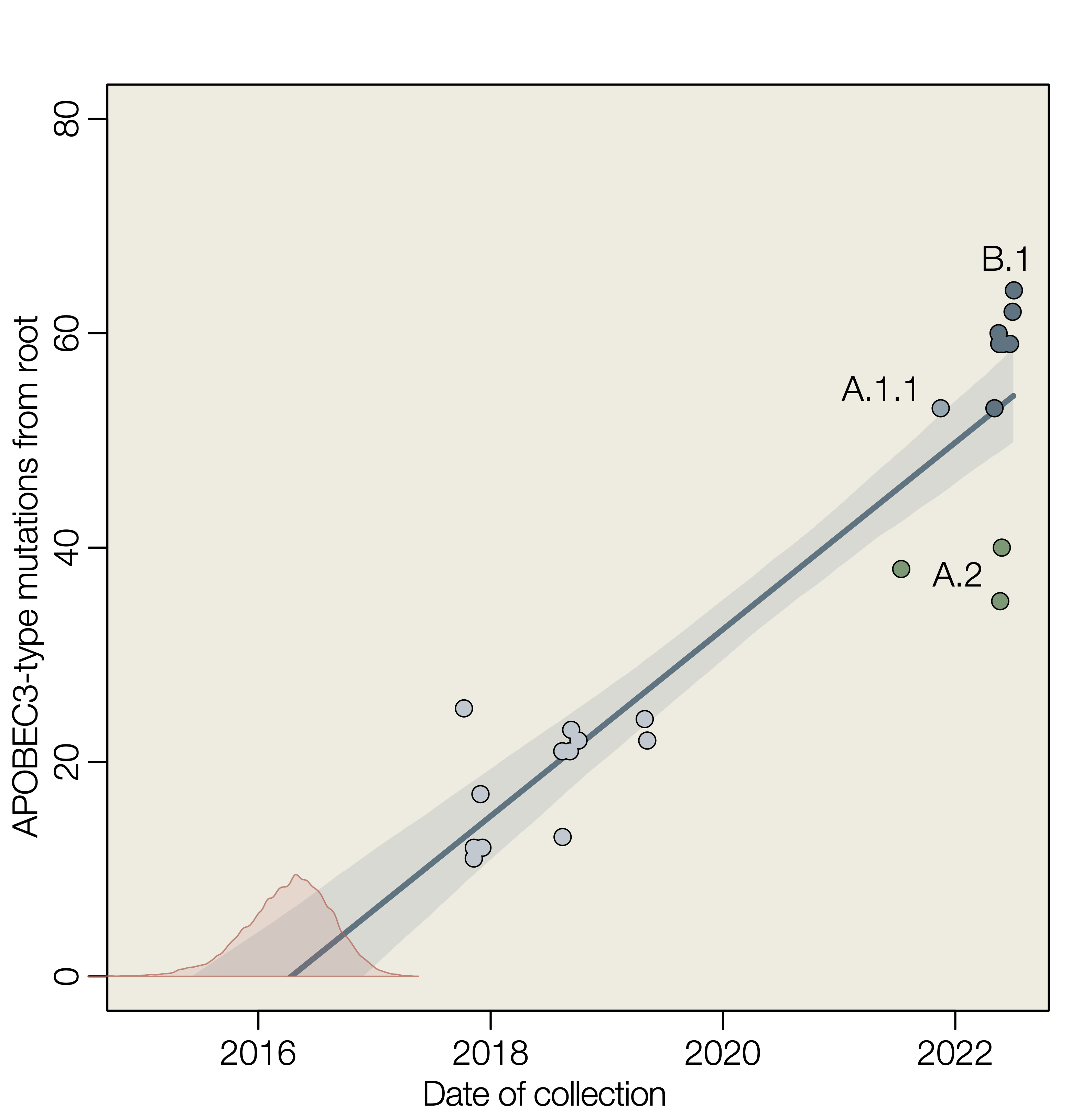 An APOBEC3 molecular clock to estimate the date of emergence of 