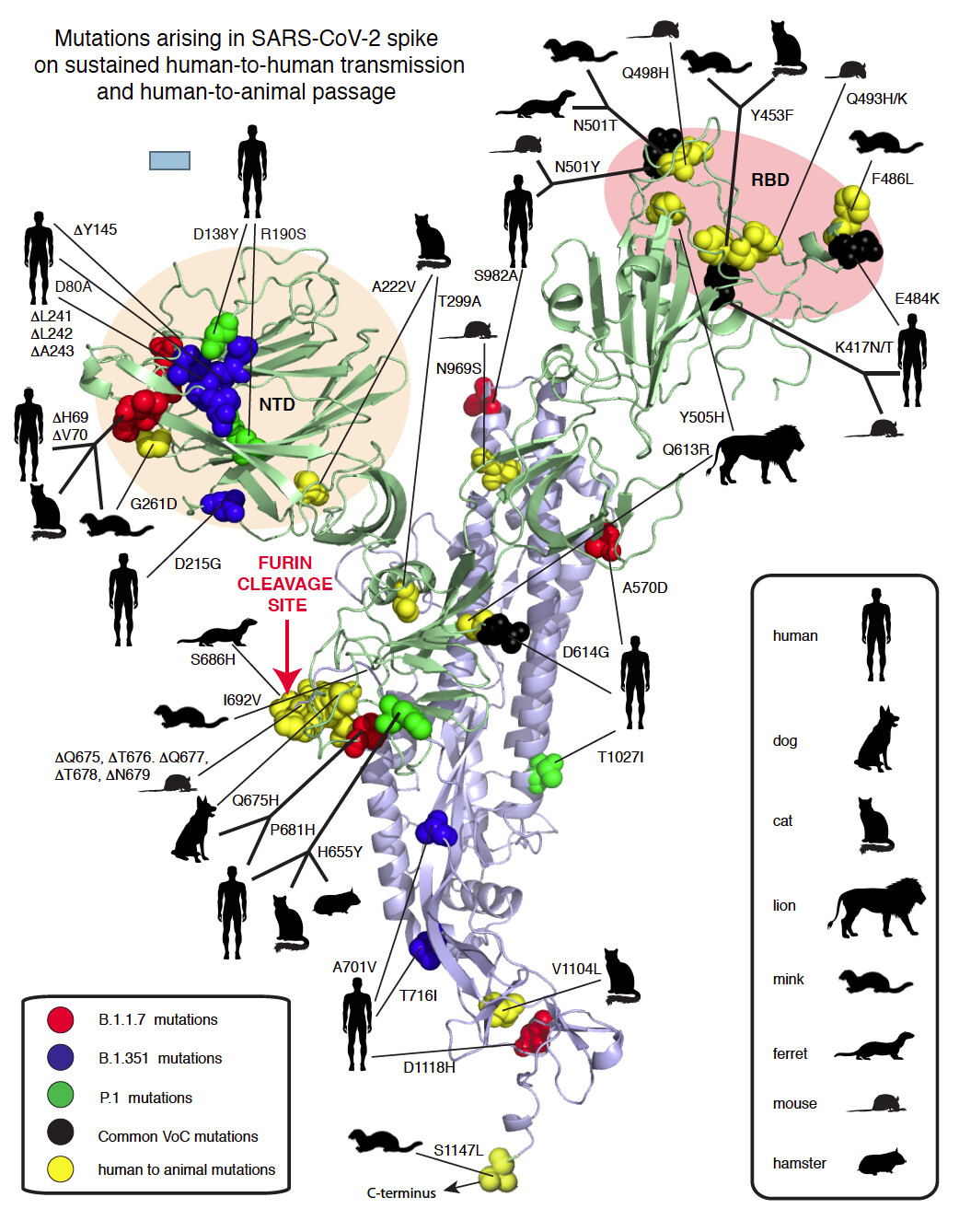 Mutations Arising In Sars Cov 2 Spike On Sustained Human To Human Transmission And Human To Animal Passage Sars Cov 2 Coronavirus Virological