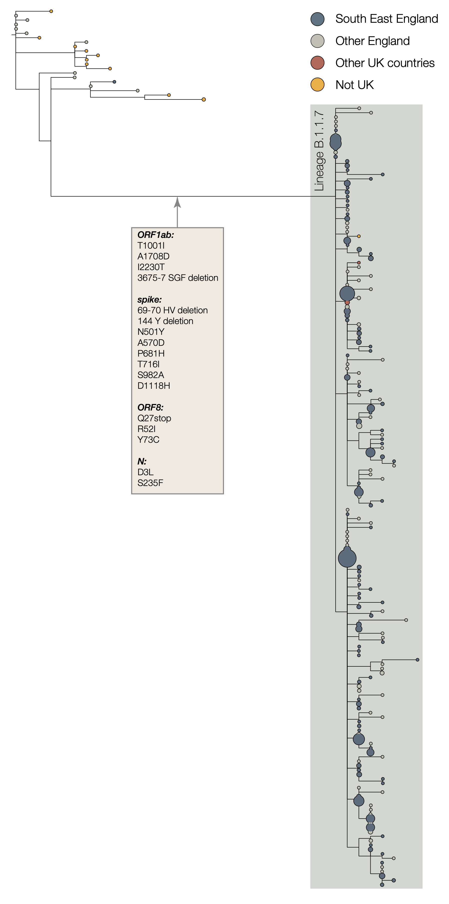 Preliminary Genomic Characterisation Of An Emergent Sars Cov 2 Lineage In The Uk Defined By A Novel Set Of Spike Mutations Ncov 19 Genomic Epidemiology Virological