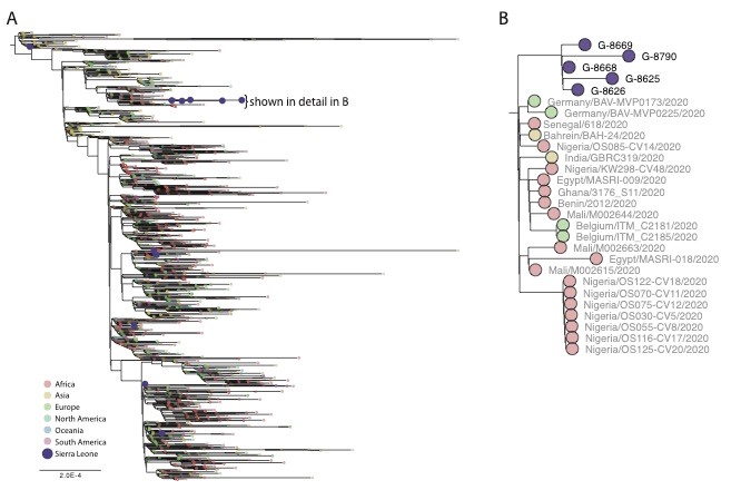 SL_SARS-CoV-2 ML Tree