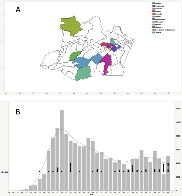 Phylogenetic Relationship Of Sars Cov 2 Sequences From Amazonas With Emerging Brazilian Variants Harboring Mutations E484k And N501y In The Spike Protein Ncov 19 Genomic Epidemiology Virological